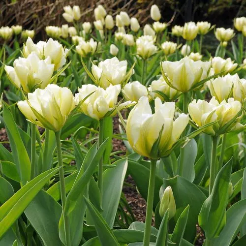 'Exotic Emperor' Emperor Tulip Bulbs, White Tulips