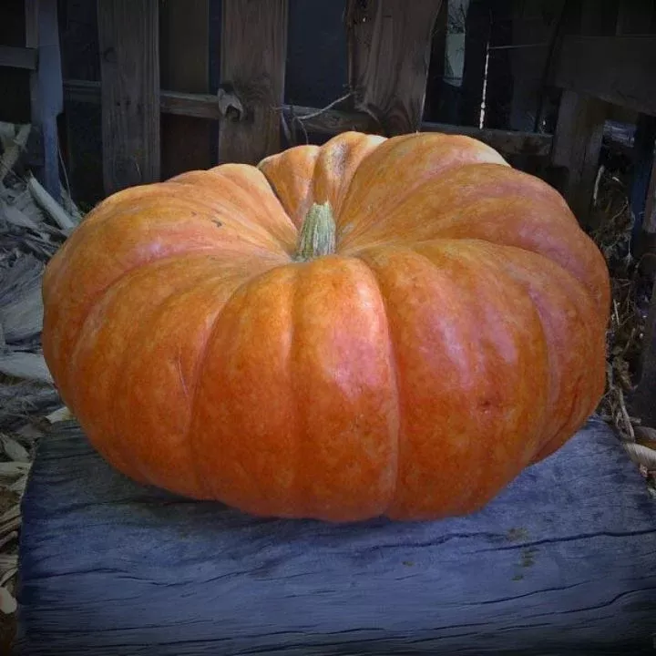 Fall Harvest and Pumpkin Patch Kit