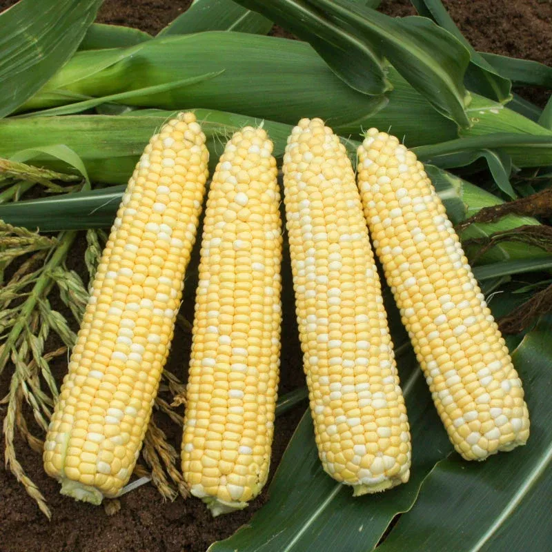 Fantastic Xr Hybrid Corn Gourmet Sweet Brand