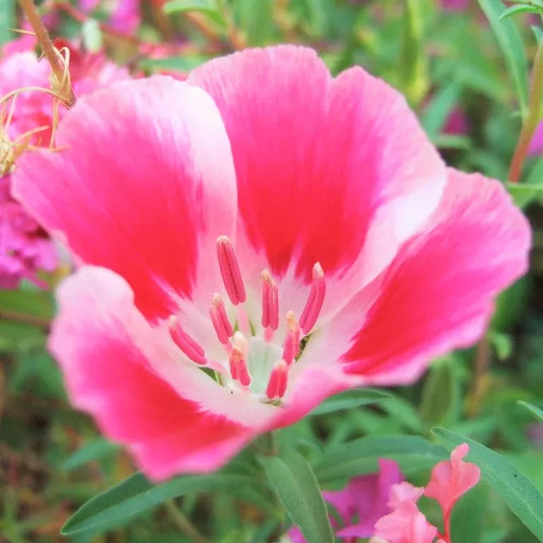Farewell to Spring Godetia