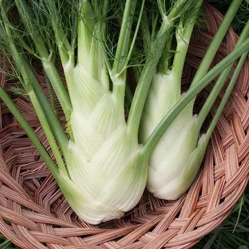 Fennel