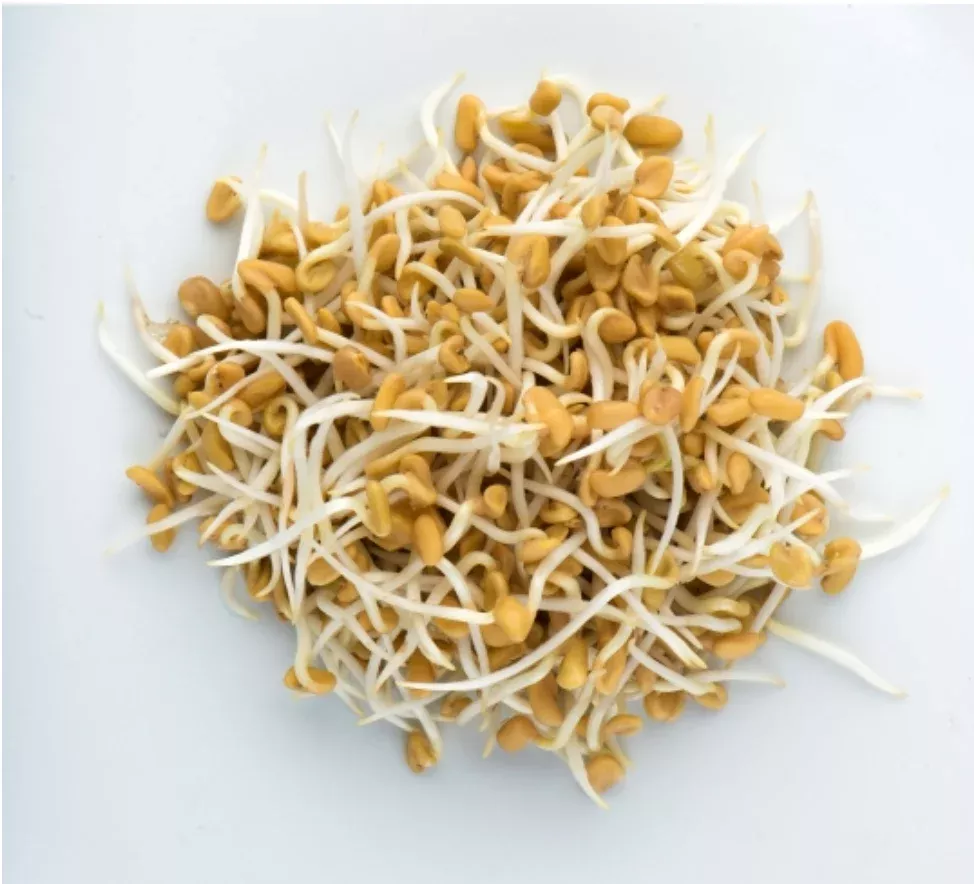 Fenugreek Sprouting Seeds