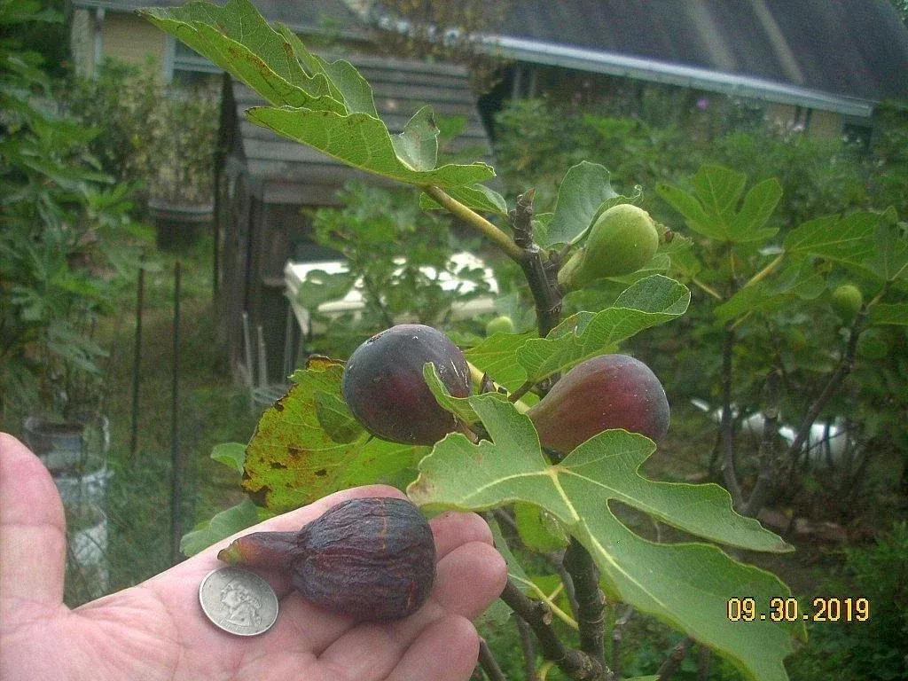 Fig Tree Cuttings - 6 Pcs Col de Dame Noire - Delicious Rain Resistant Variety - Ficus carica