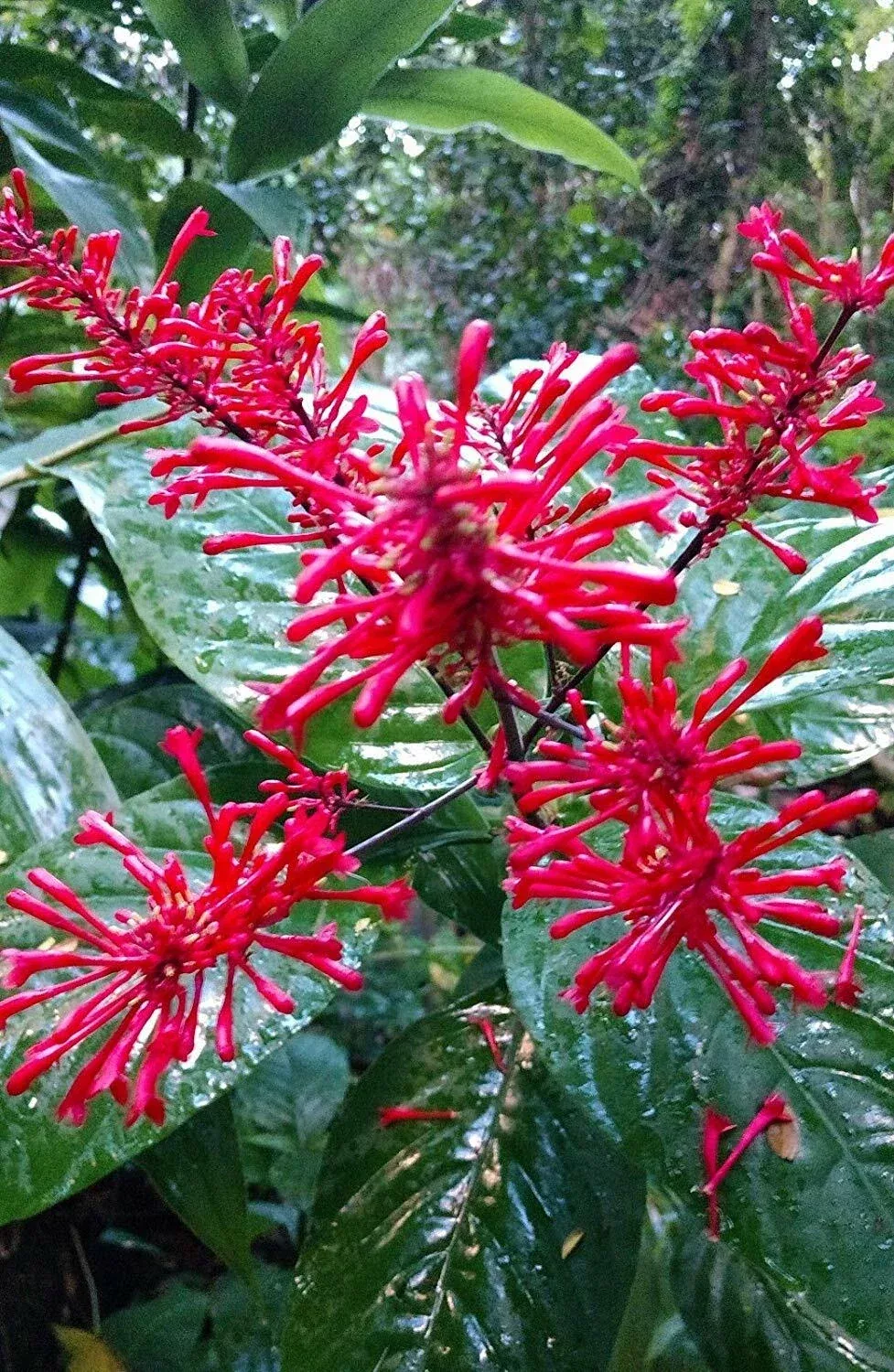 Fire Spike Red Plant - Rooted Starter - Odontonema strictum - Hummingbird Attracting Plant