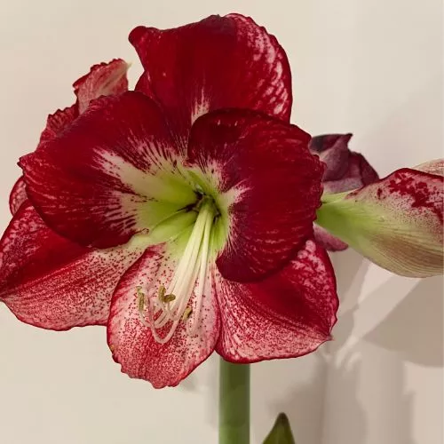 'Flamenco Queen' Hippeastrum, Amaryllis, Deep Red, Crimson