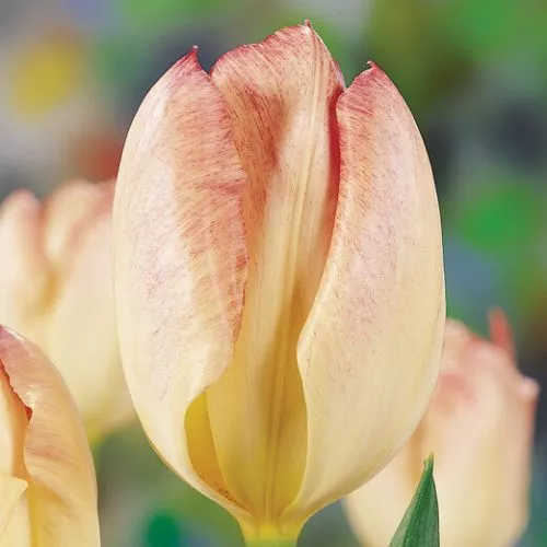 'Flaming Emperor' Emperor Tulip Bulbs, Purple and White Tulips