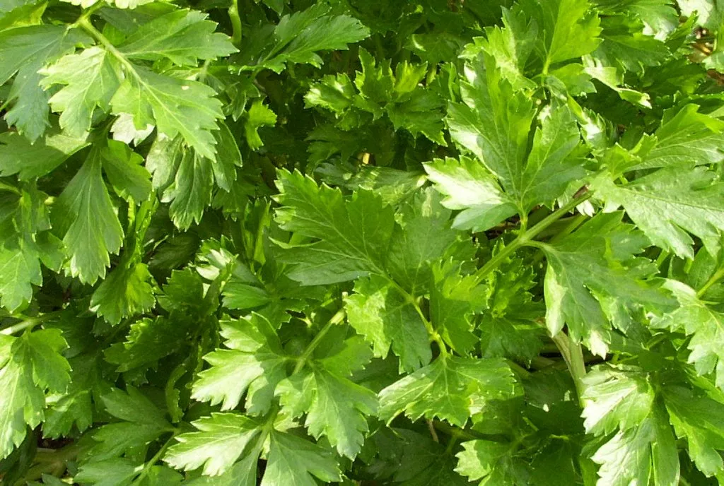 Flat Leaf Parsley