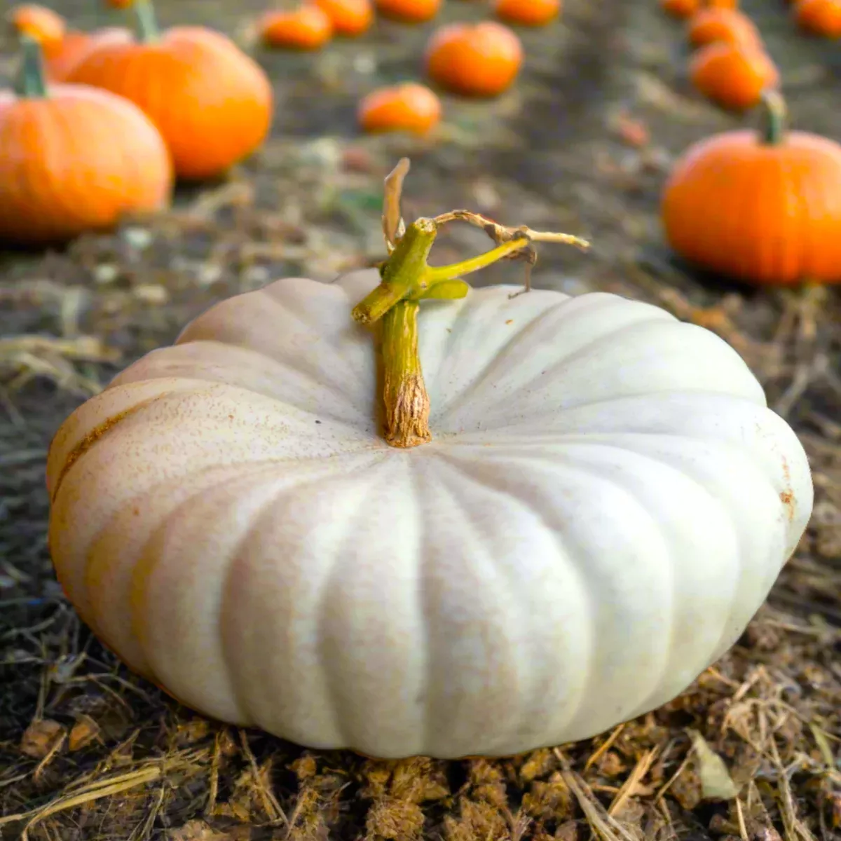 Flat White Boer Pumpkin