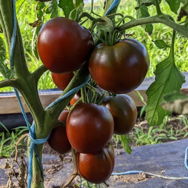 Flavorful Tomato Lover's Kit