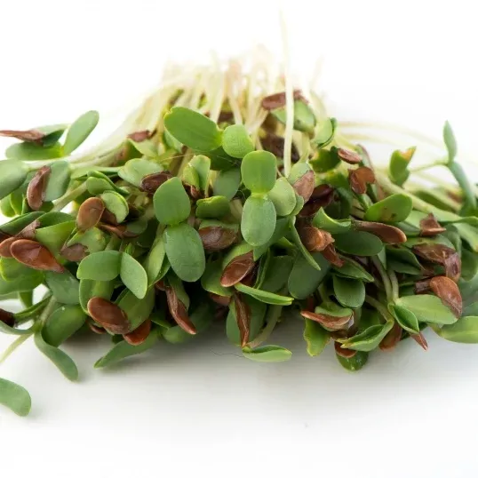 Flax Sprouting Seeds