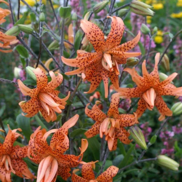 'Flore Pleno' Lillium Tiger (Double Tiger Lily)