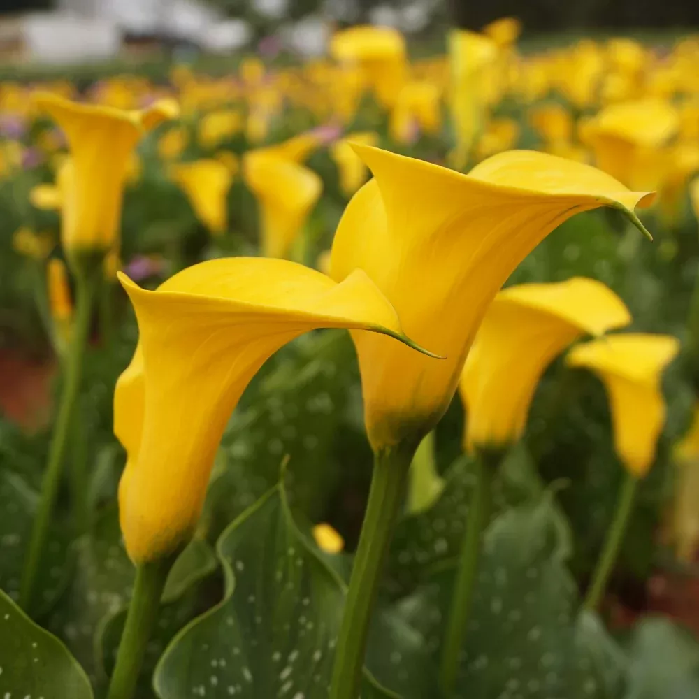 'Florex Gold' Calla Lily