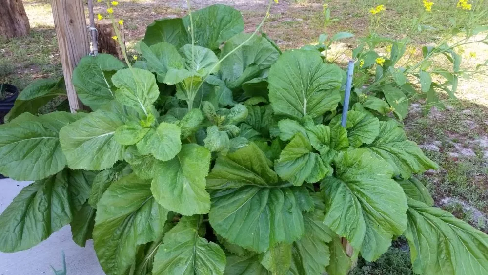 Florida Broad leaf Mustard