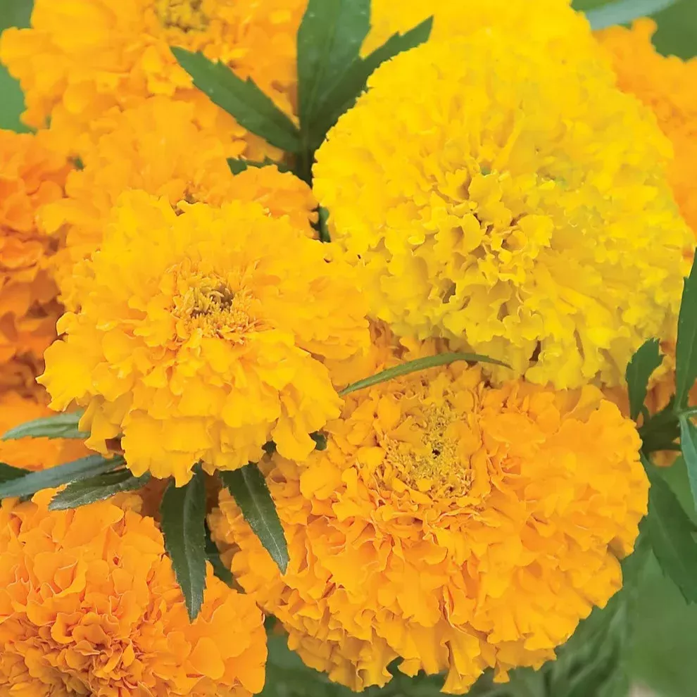 Flower African Marigold Sunset Giants Mix Seeds