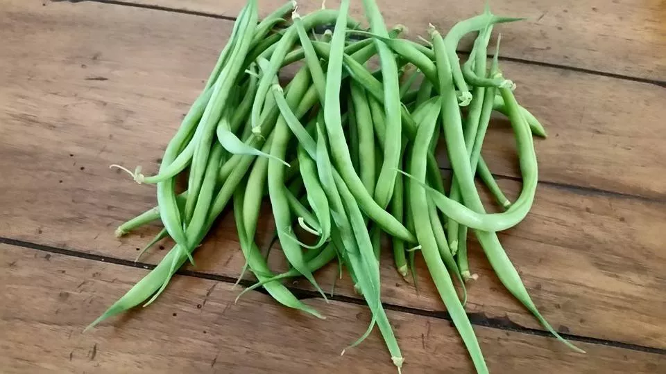 French String Bean