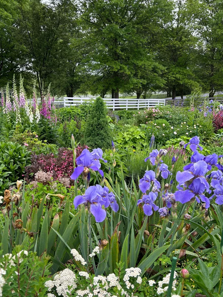 Full Sun Cottage Garden Plan Bundle