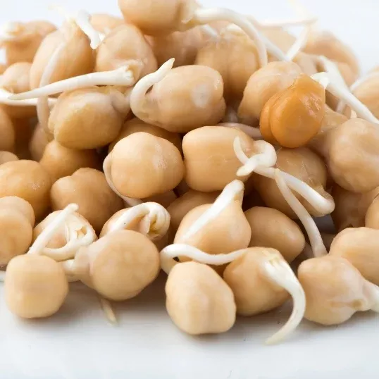 Garbanzos (Chickpeas) Sprouting Seeds