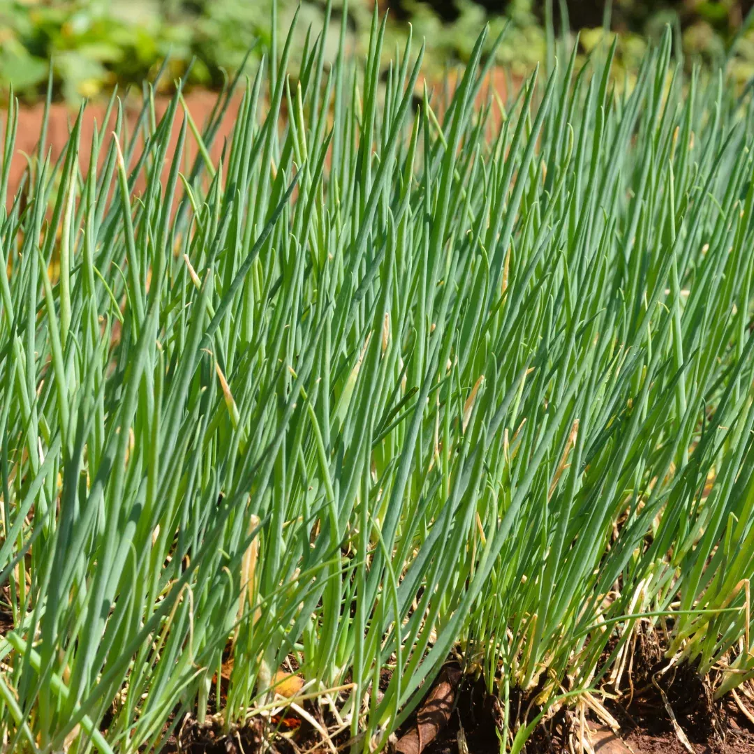 Garlic Chives 2"