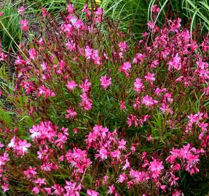 Gaura