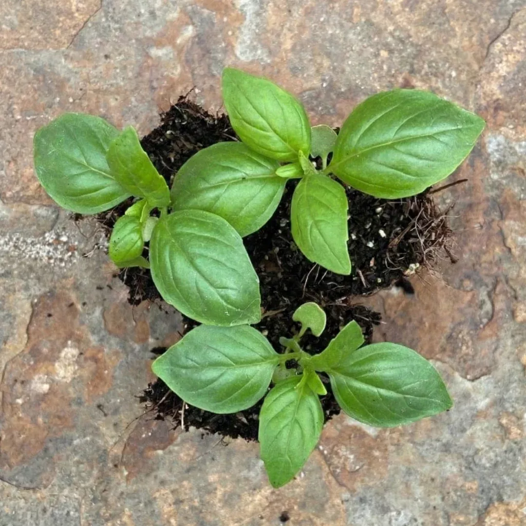 Genovese Basil, 2" plant