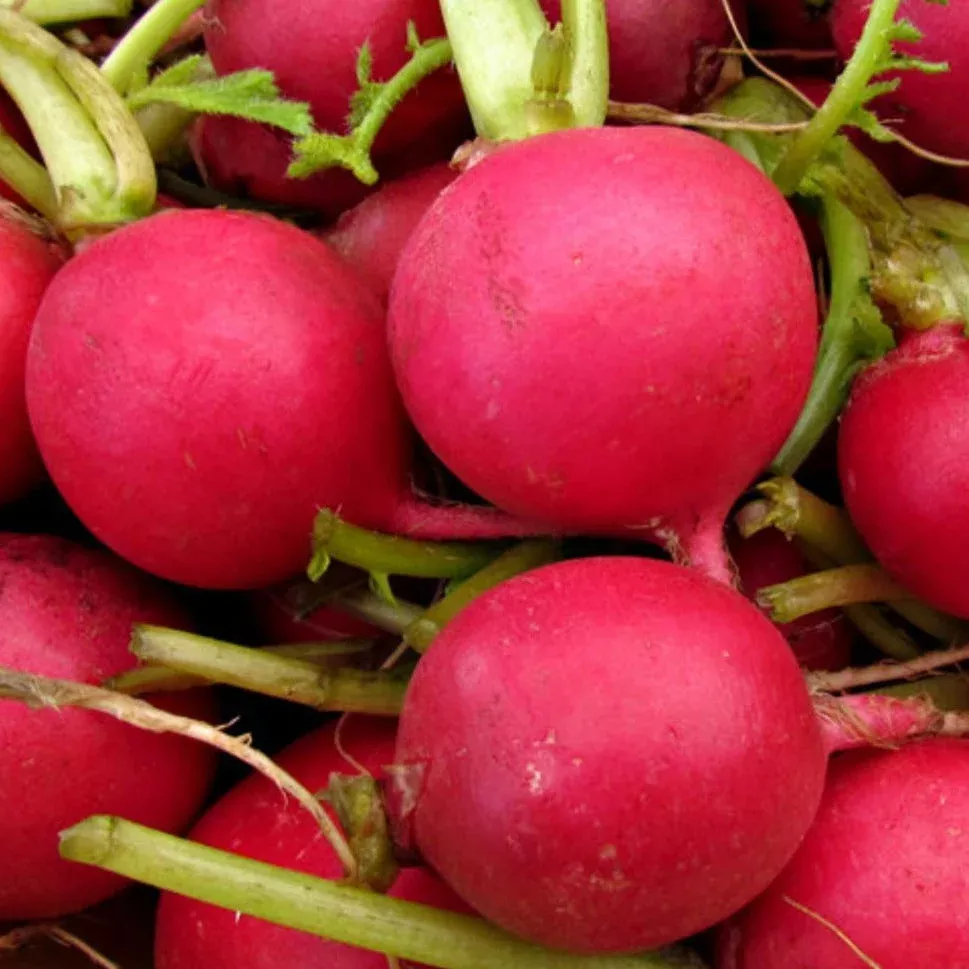 German Giant Radish