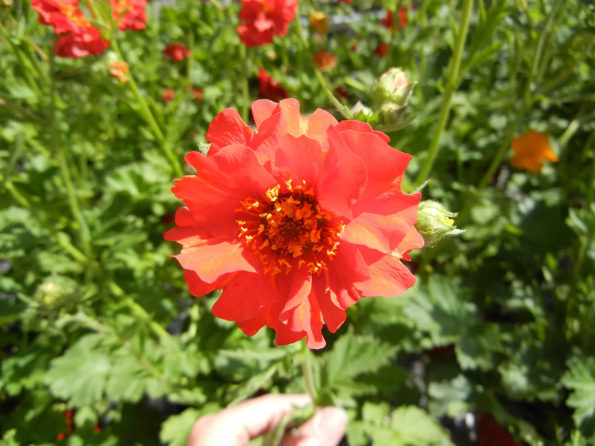 Geum | Mrs. J Bradshaw