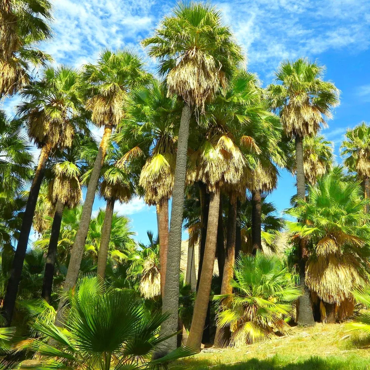 Giant California Palm Tree