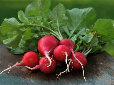 Giant of Sicily Radish