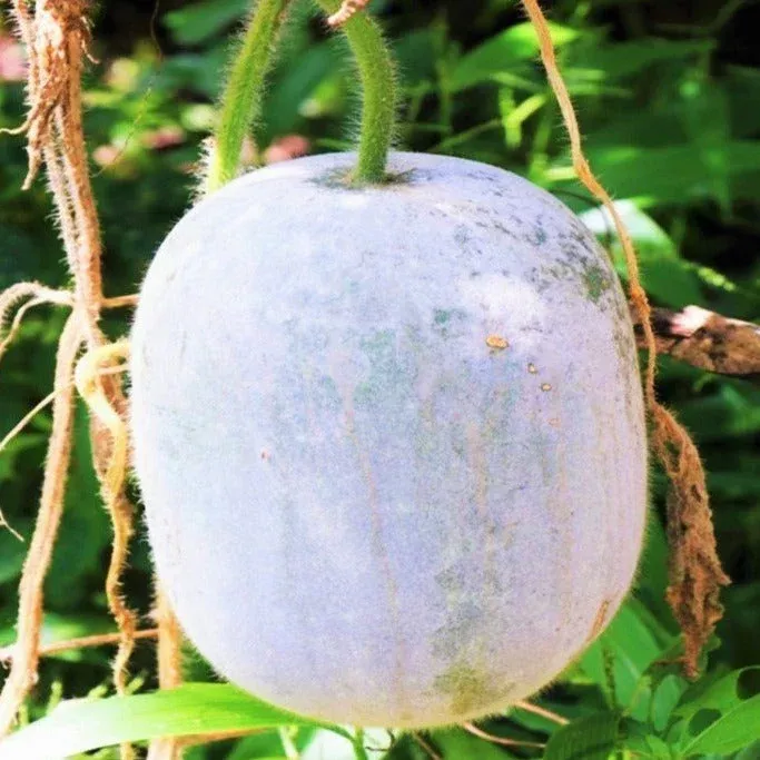 Giant Winter Melon