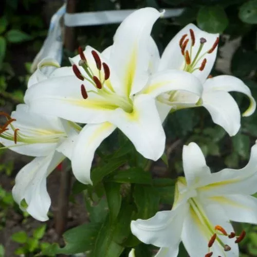 'Gizmo’ Longiflorum Oriental Lily (Longiflorum Oriental Lilium, Lily Div VIII)