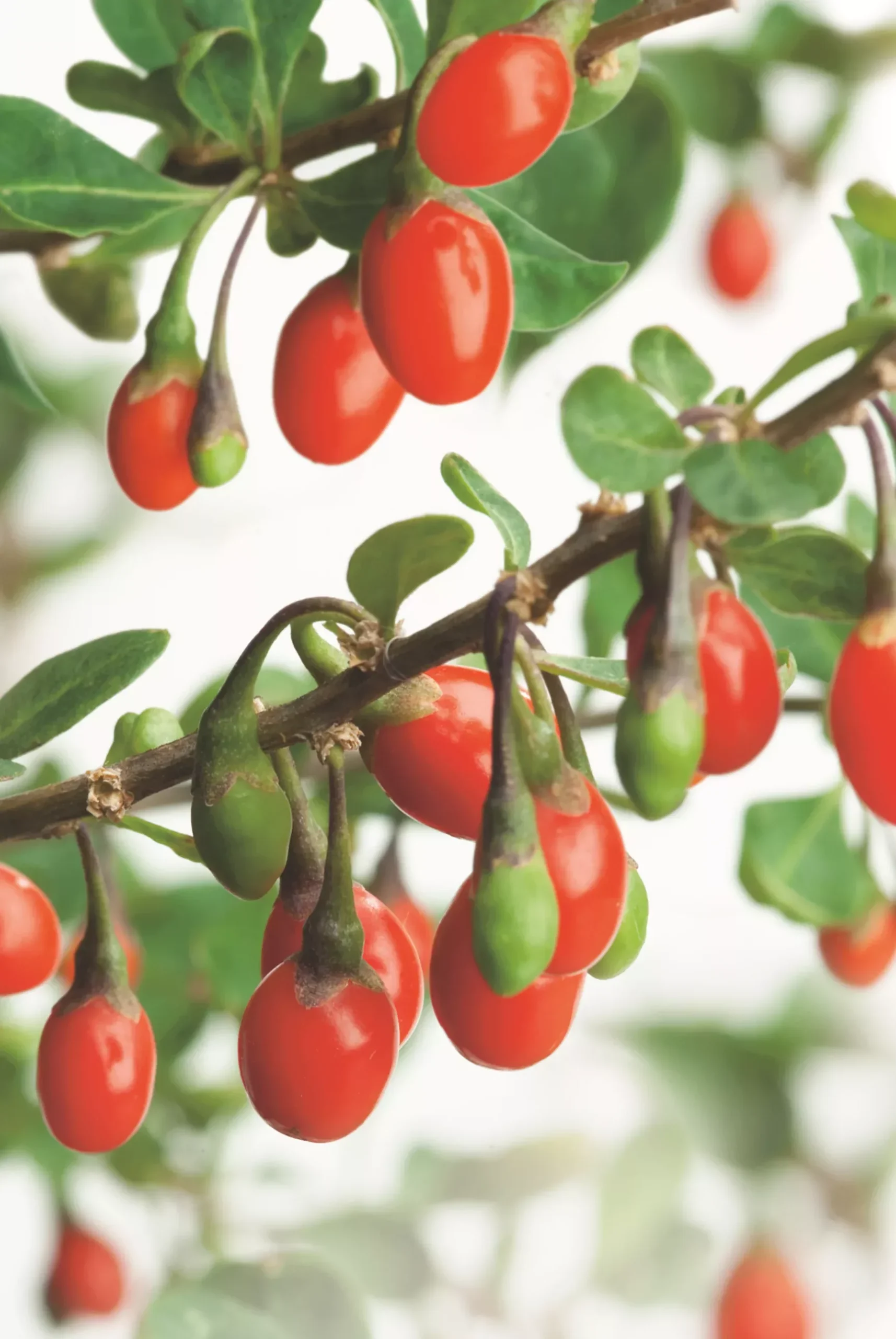 Goji Berry