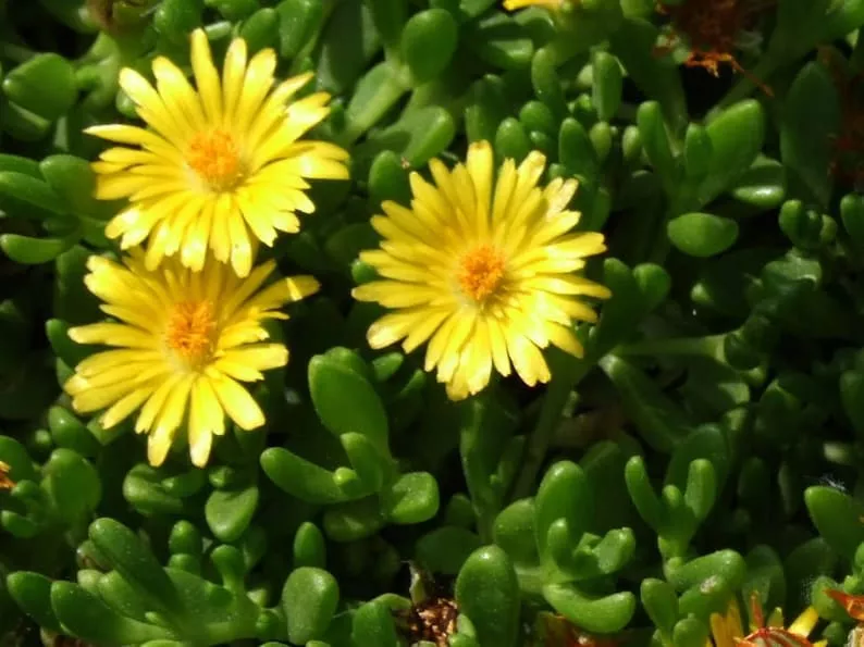 Gold Nugget Ice Plant Set of 3 Pots - Delosperma congestum ‘Gold Nugget’ - Drought-Tolerant Groundcover with Fuchsia Blooms
