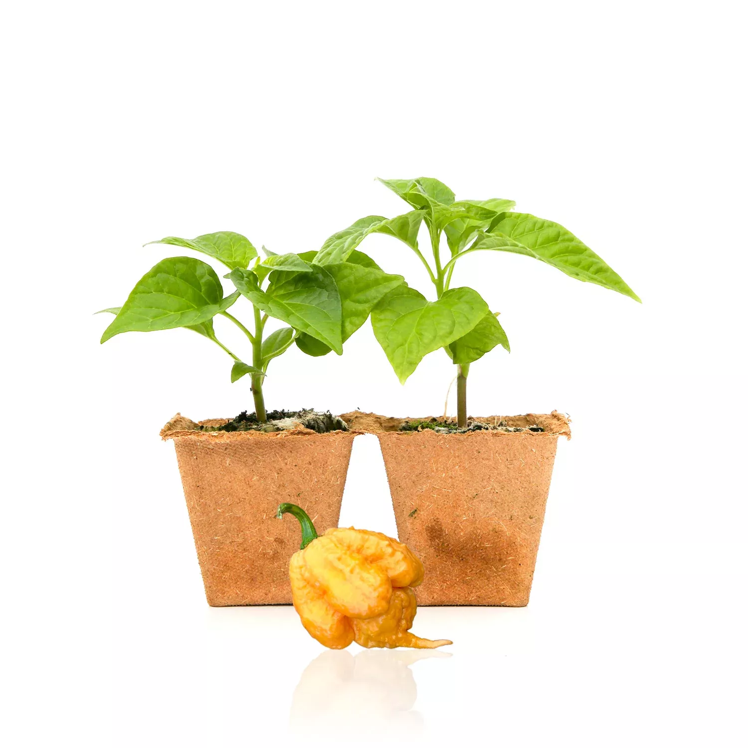 Golden Carolina Reaper Pepper Plants