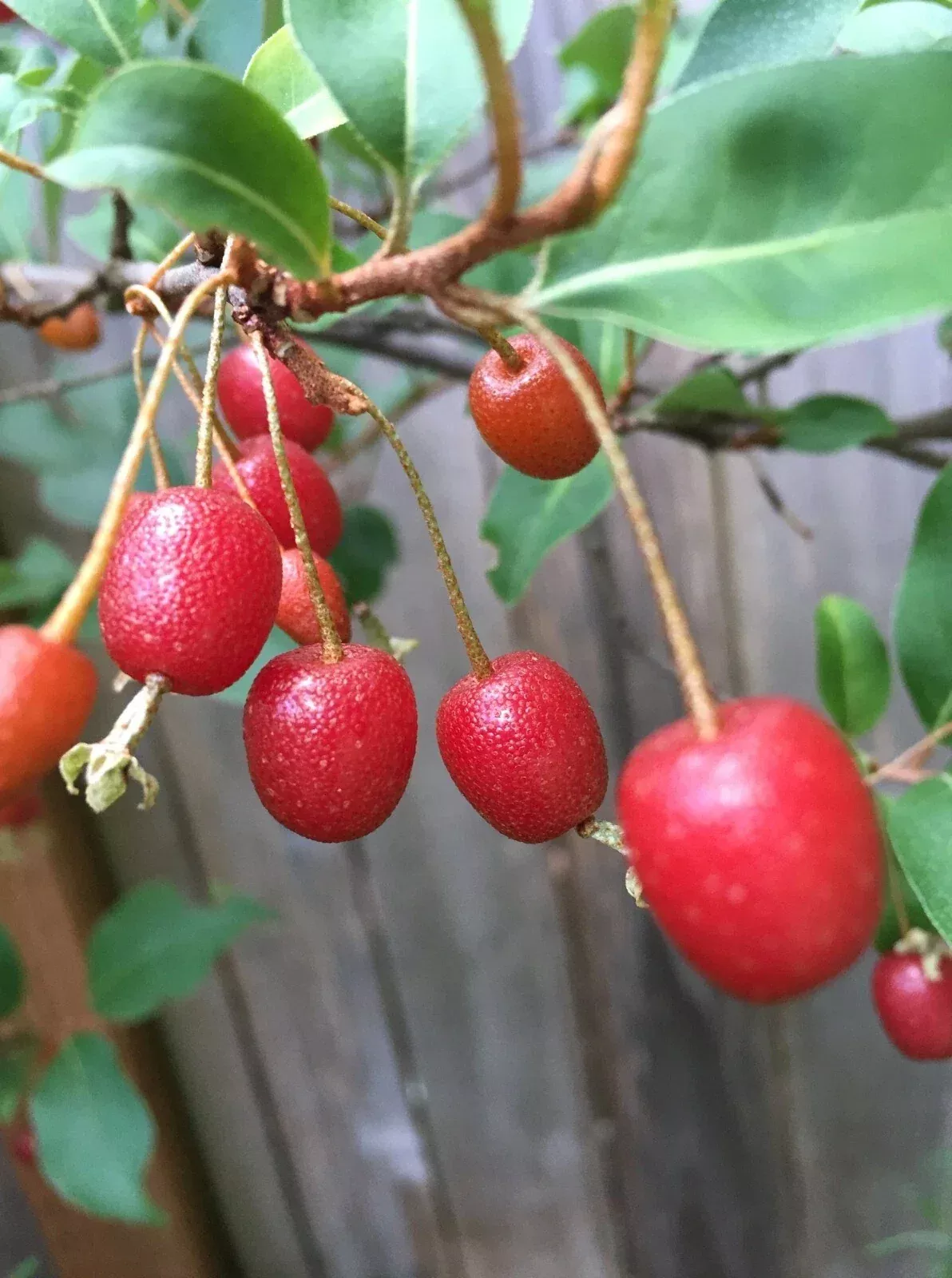 Goumi Cuttings - 4 Edible Red Fruit Plants - Nitrogen Fixing Permaculture Tree - Elaeagnus multiflora
