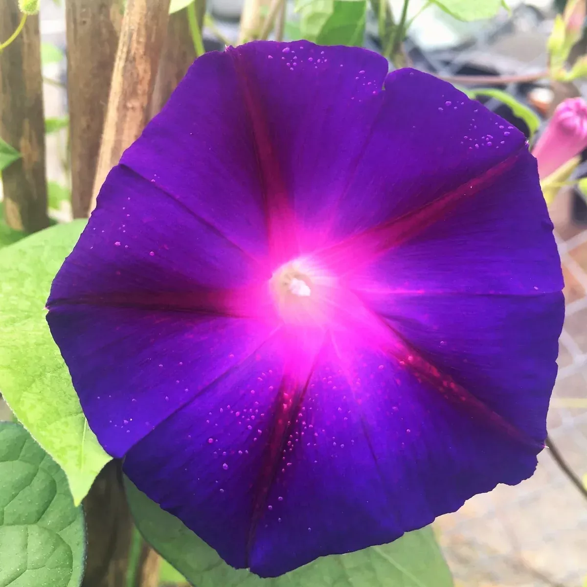 Grandpa Ott Purple Morning Glory