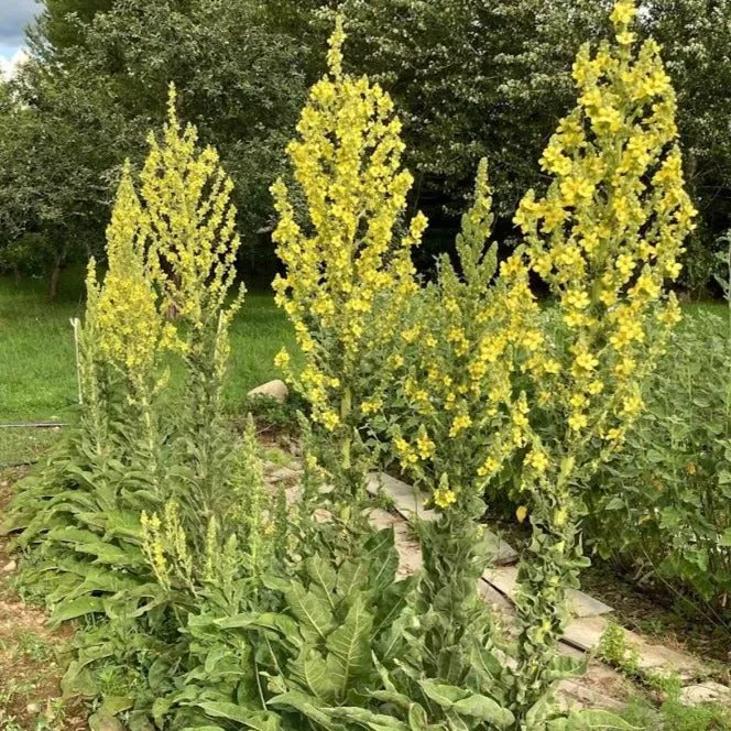 Greek Mullein