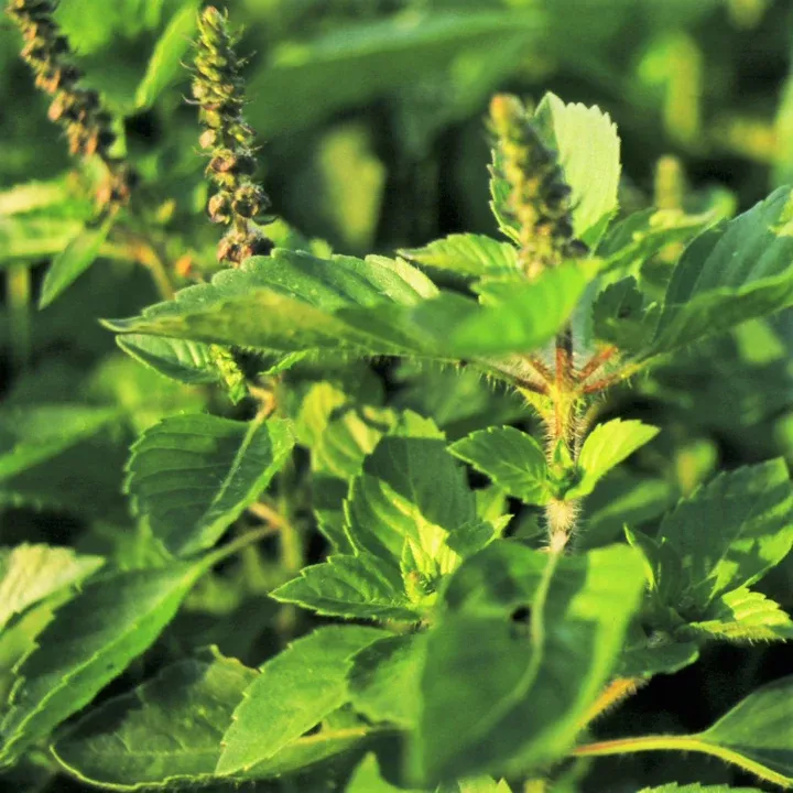 Green Leaf Holy Basil