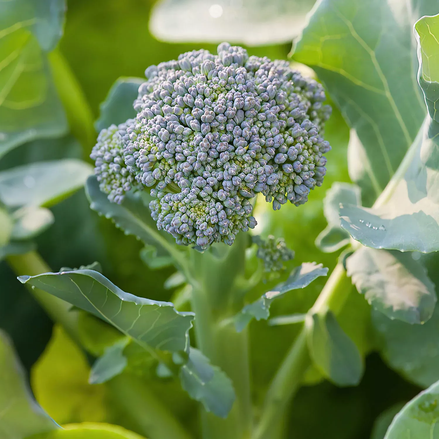 Green Magic Broccoli (2 Pack)