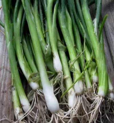 Green Onion-Scallion
