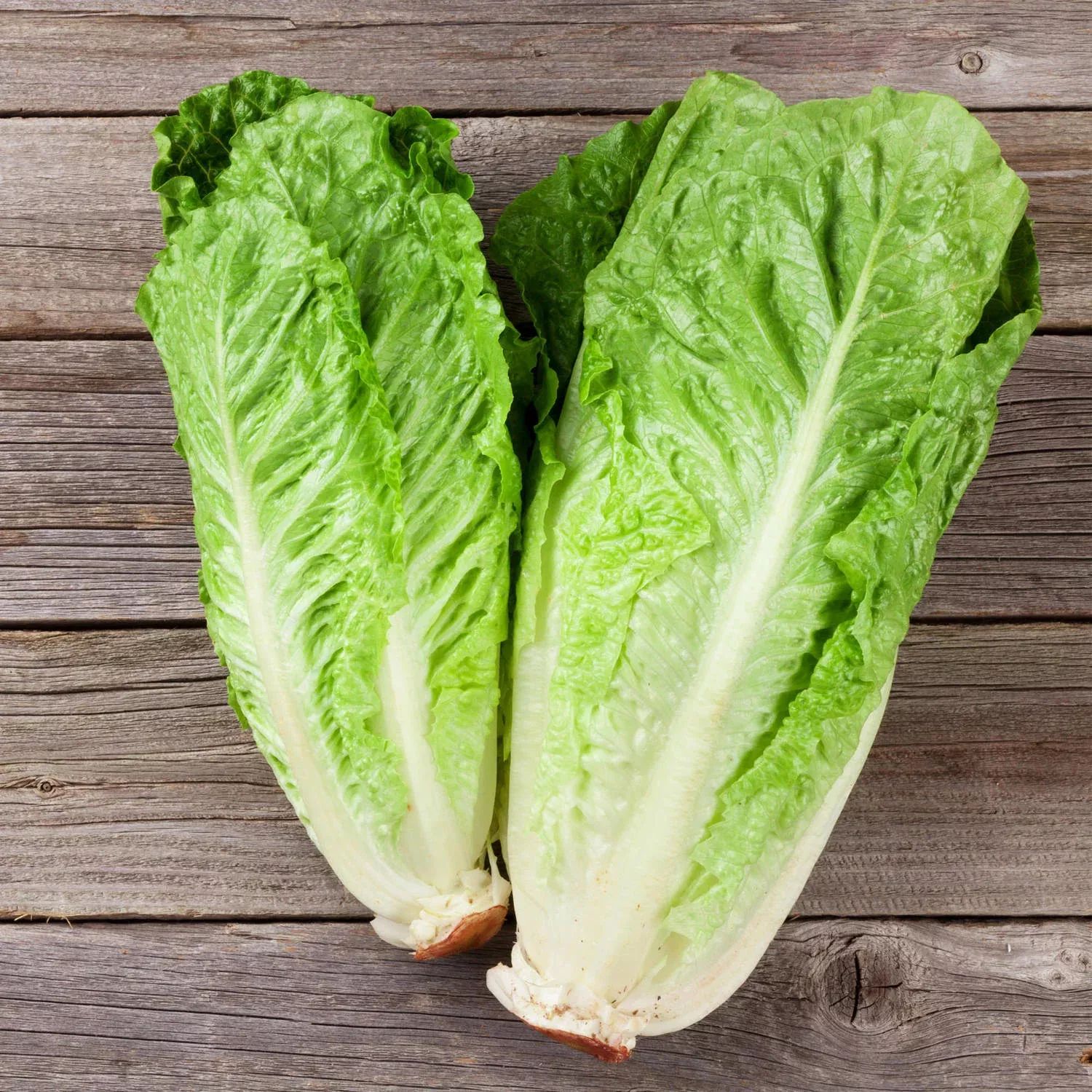 Green Romaine Lettuce (2 Pack)