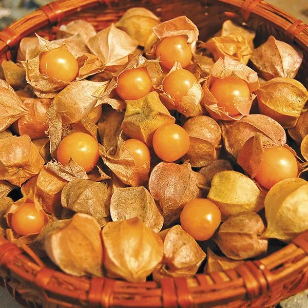 Ground Cherry