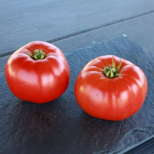 GTO Tomato Seeds