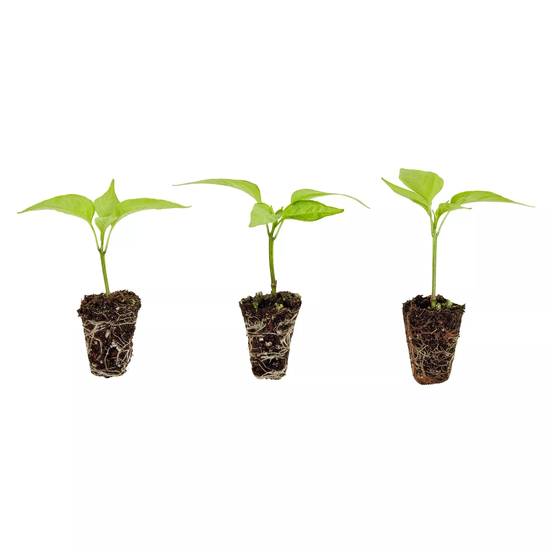 Habanero Pepper Plugs (3 Pack)