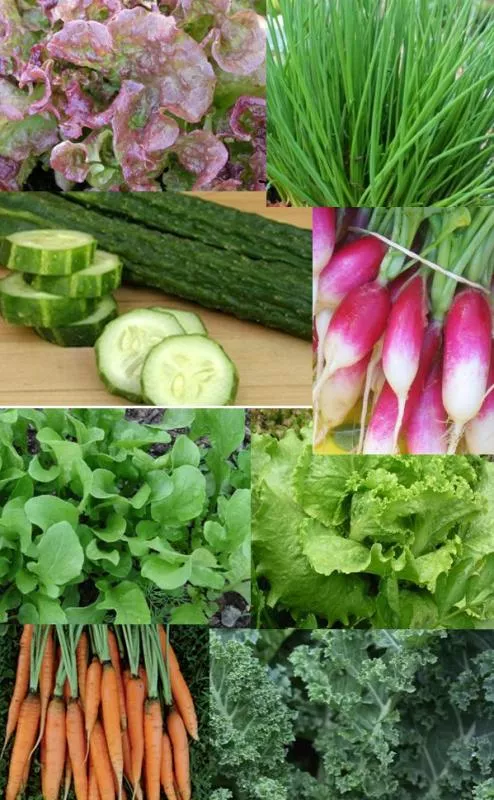 Heirloom Salad Garden Package
