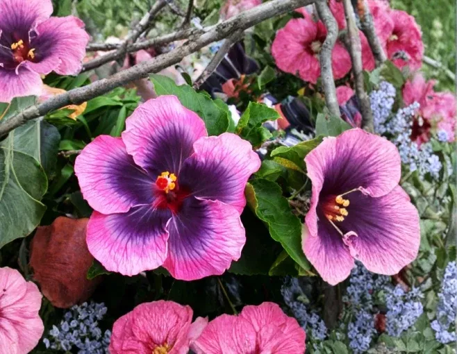 Hibiscus moscheutos Starter Cuttings 7 Count Rose Mallow Hardy Hibiscus Perennial Flowering Plant