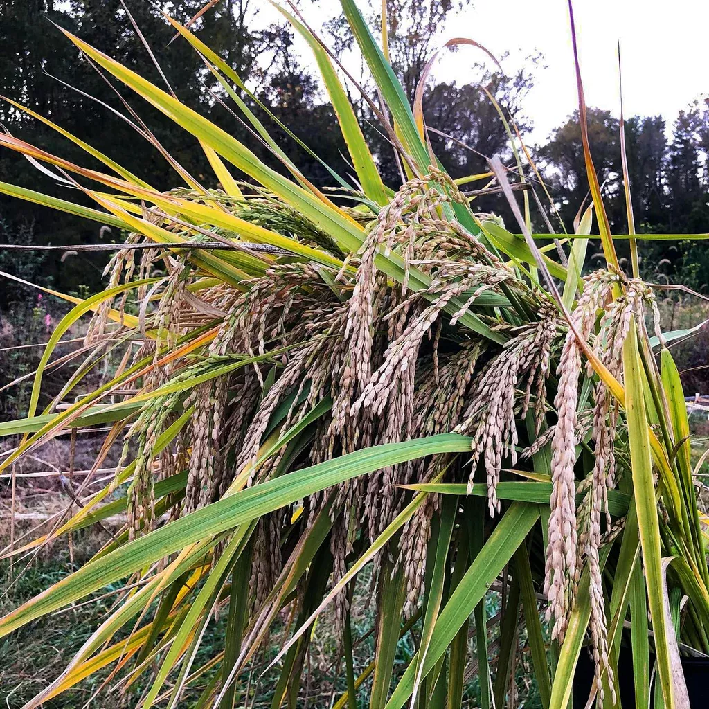 Hill Rice (South Trinidad)