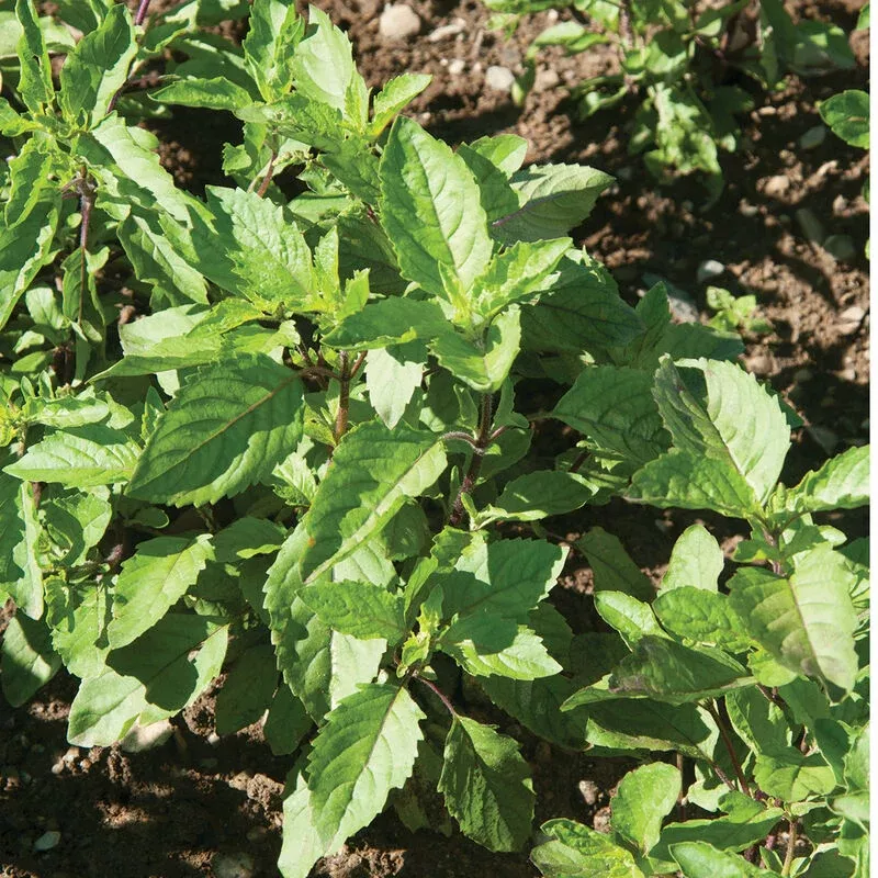 Holy Basil (2 Pack)
