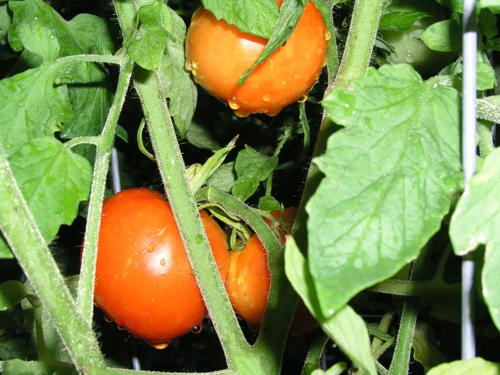 Homestead Red Tomato