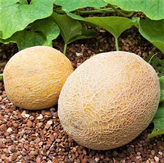 Honey Rock Cantaloupe