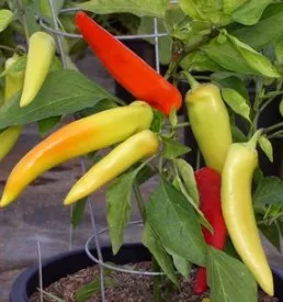 Hot Peppers Seed Package